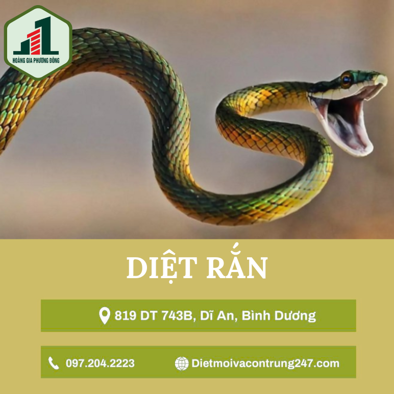 Dịch vụ diệt rắn